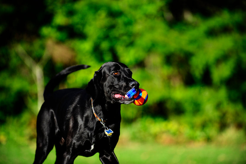 Chuckit! Ultra Tug - Bola com Pega para Cão