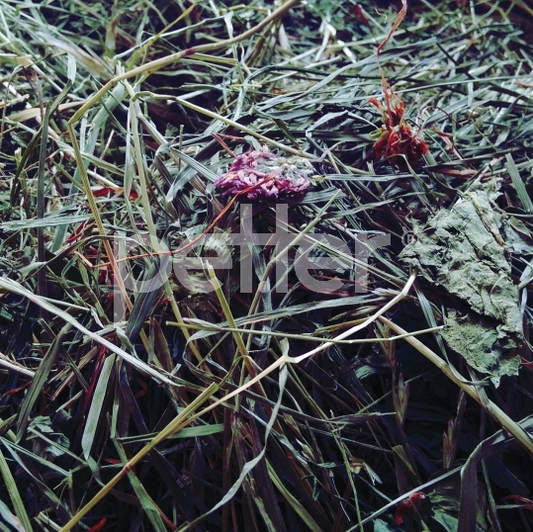 Petter | Feno BIO 1 kg