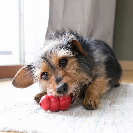 KONG Classic - Brinquedo para cão