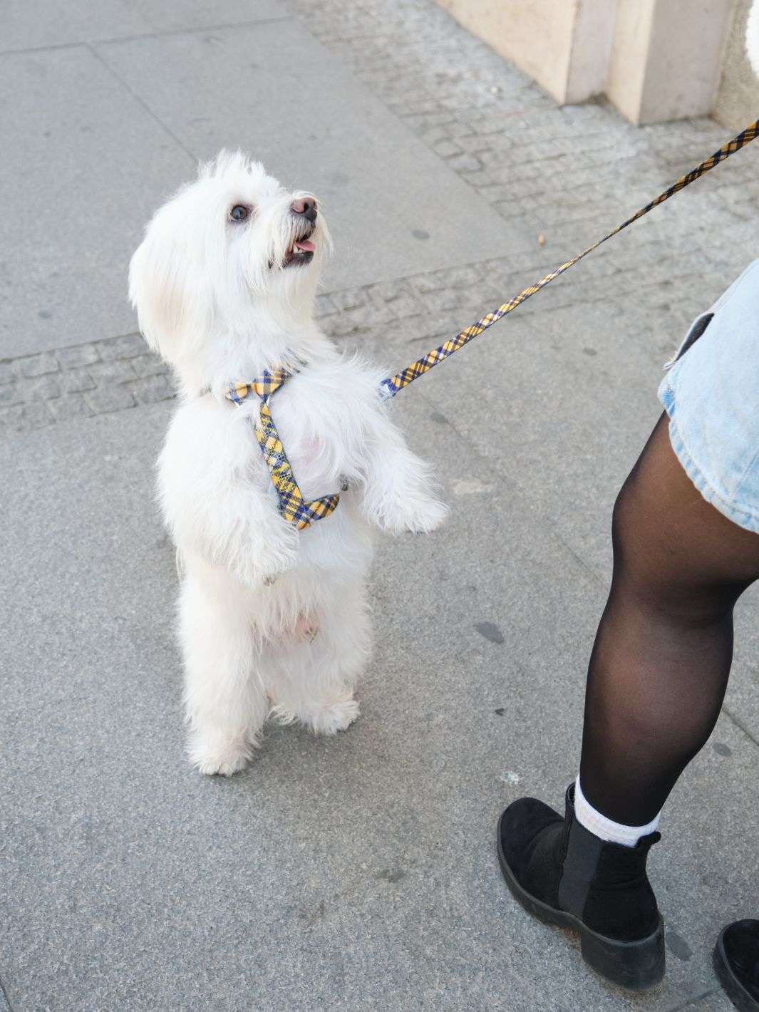 Dukier - Peitoral Clássico Xadrez Mostarda