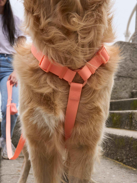 Dukier - Peitoral Waterproof Coral