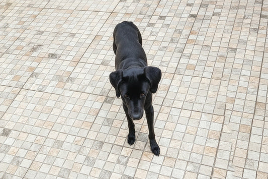 A Lua Nova 🖤