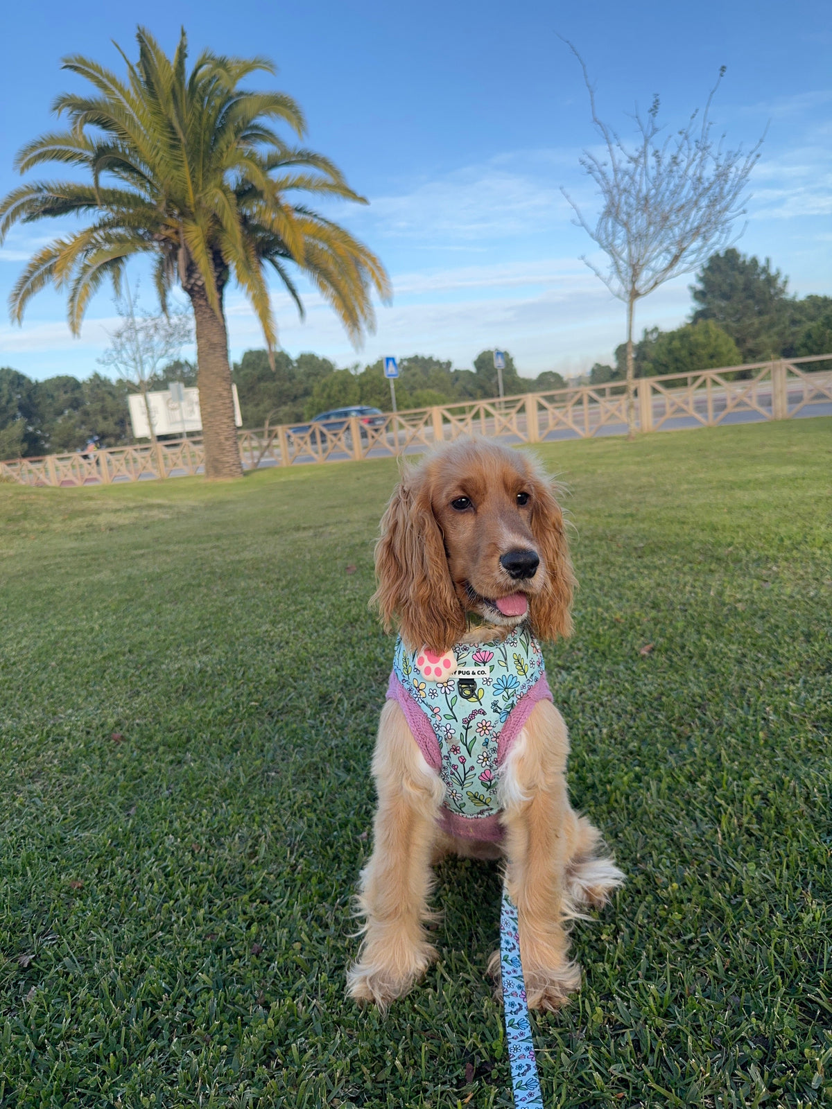 A Bella Turbo 🧡