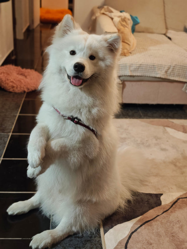 O Amigão Bruno 🐶🐱🐹