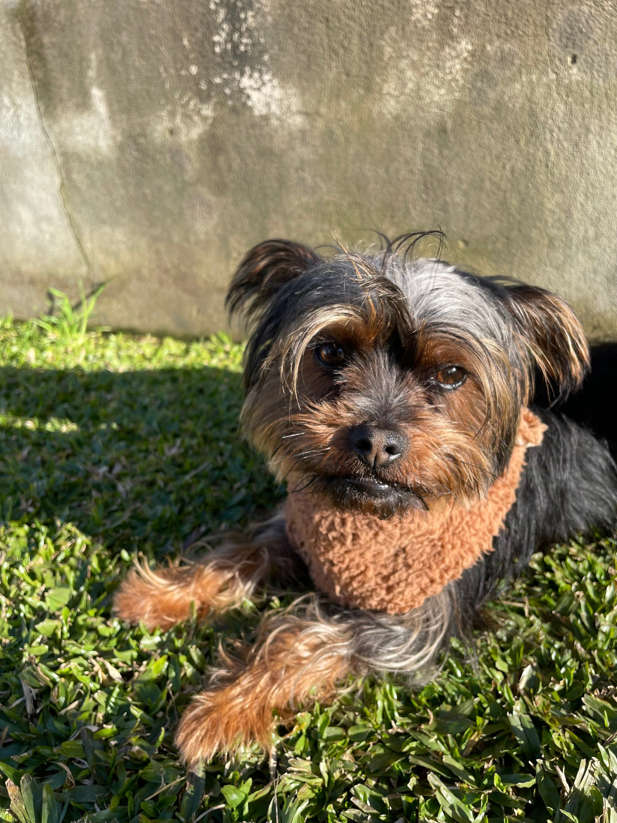 O Irresistível Lick 🥰