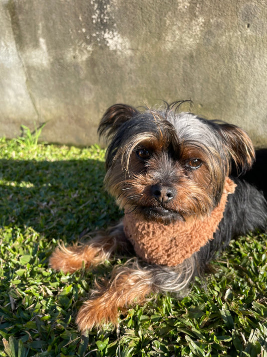 O Irresistível Lick 🥰