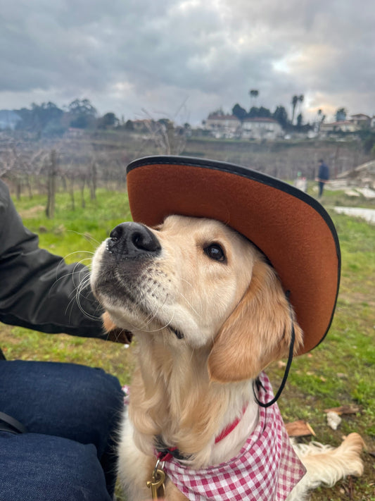O Golden Wally 💛