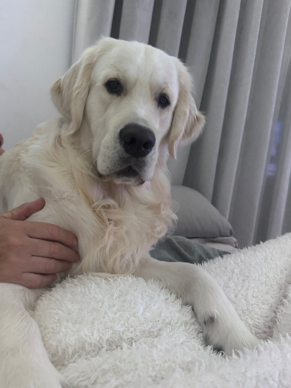 O Companheiro Horus 💛