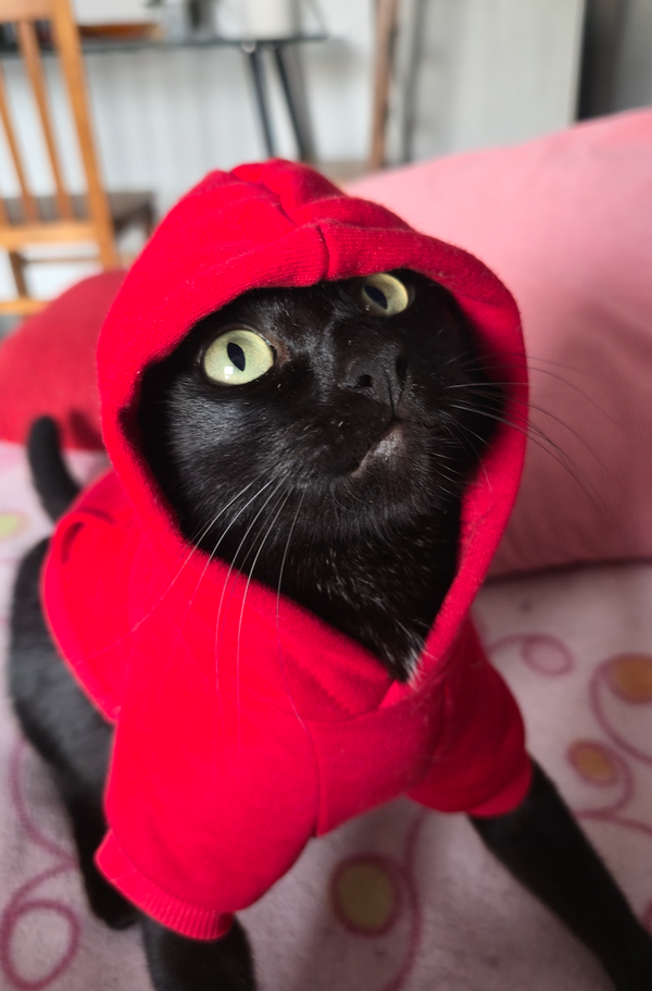 O Estiloso Banguela ❤️