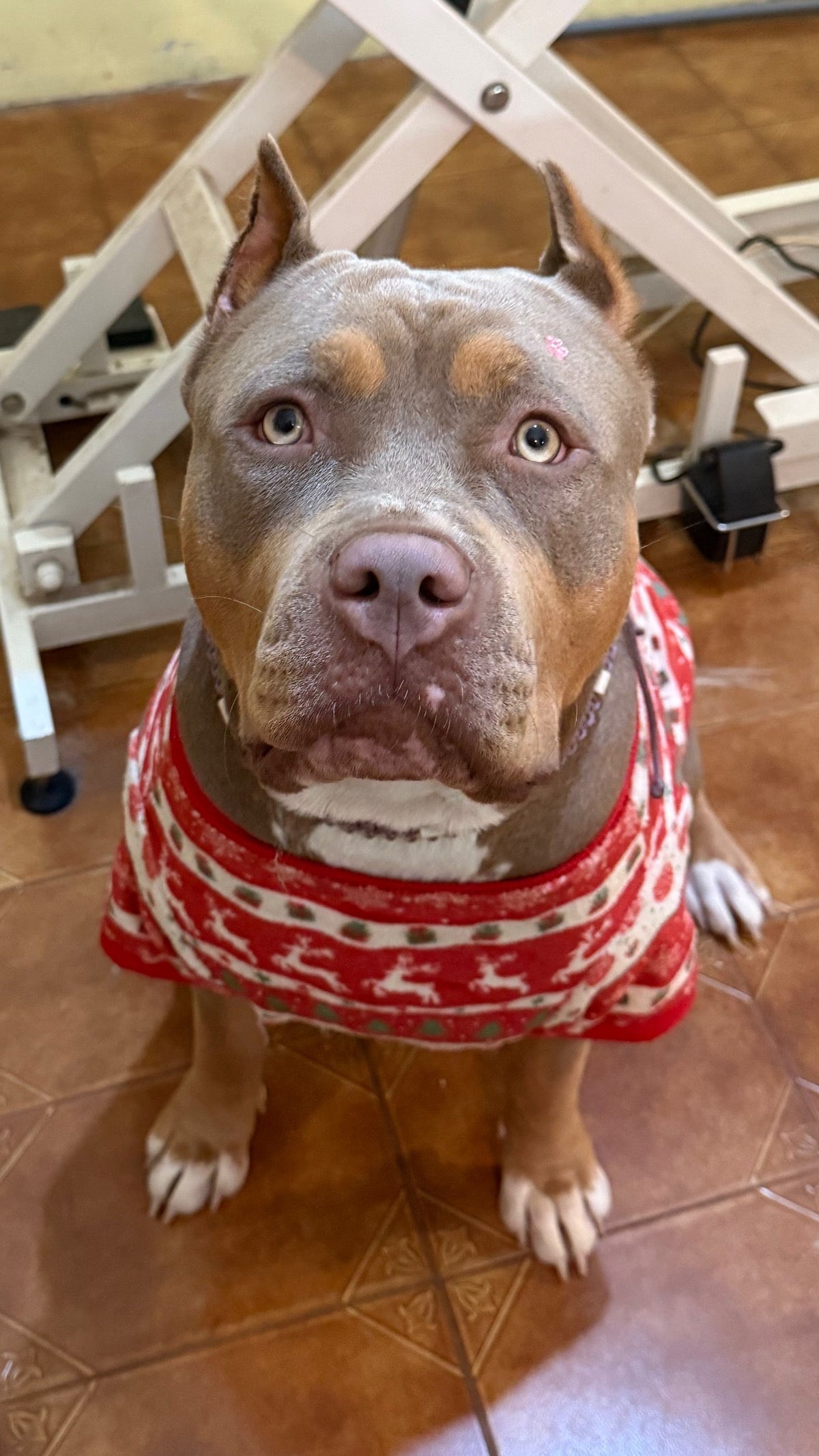 A Meiguinha XL Mocha 🥰