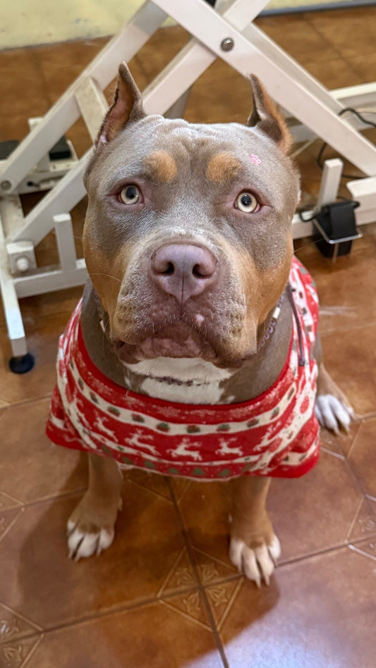 A Meiguinha XL Mocha 🥰