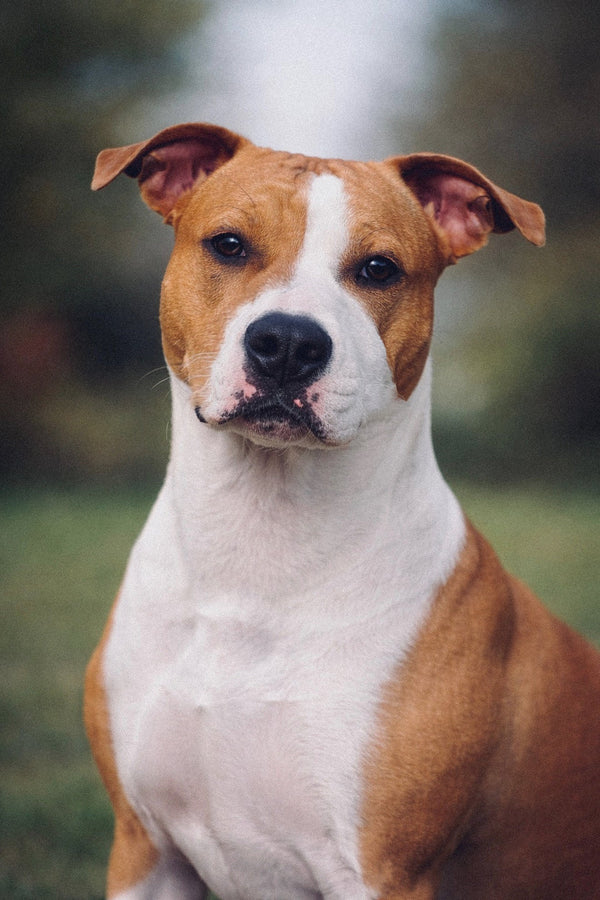 A Durona Brave ❤️‍🔥