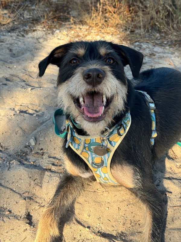 O Sabichão Akuma 📖