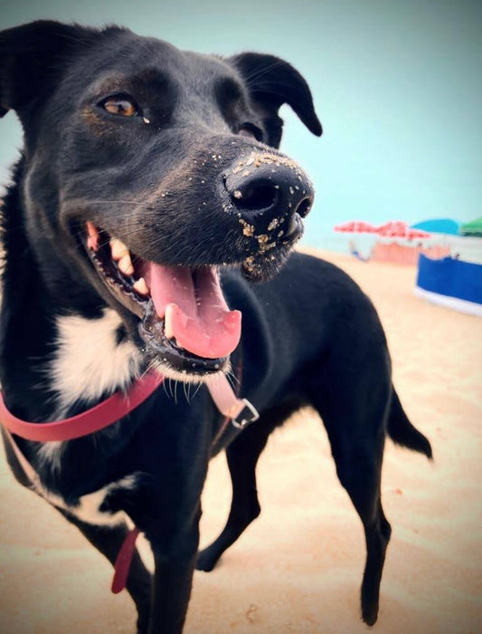A Aventureira Mallu 🏖️