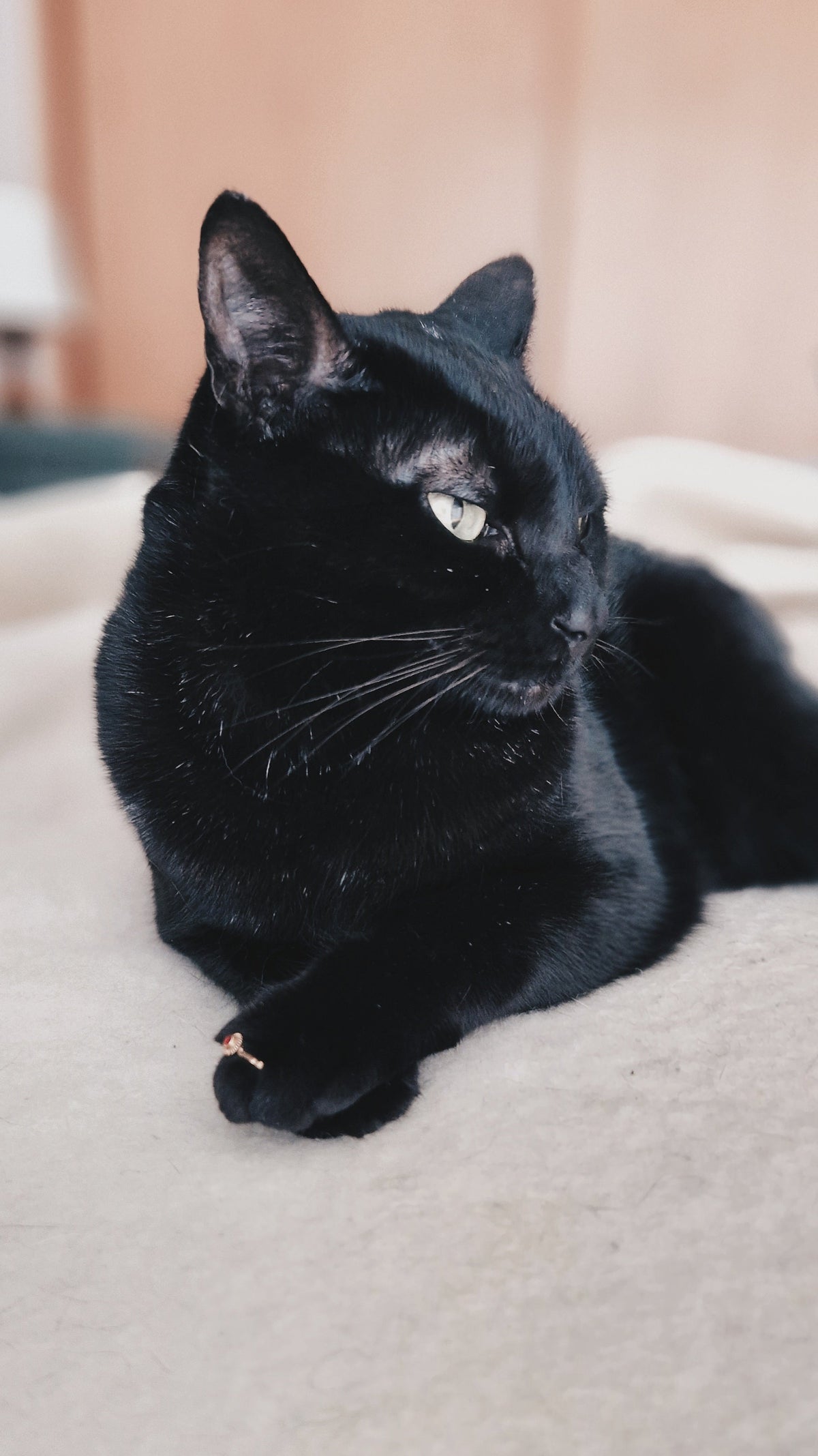 A Observadora Luna 🥰