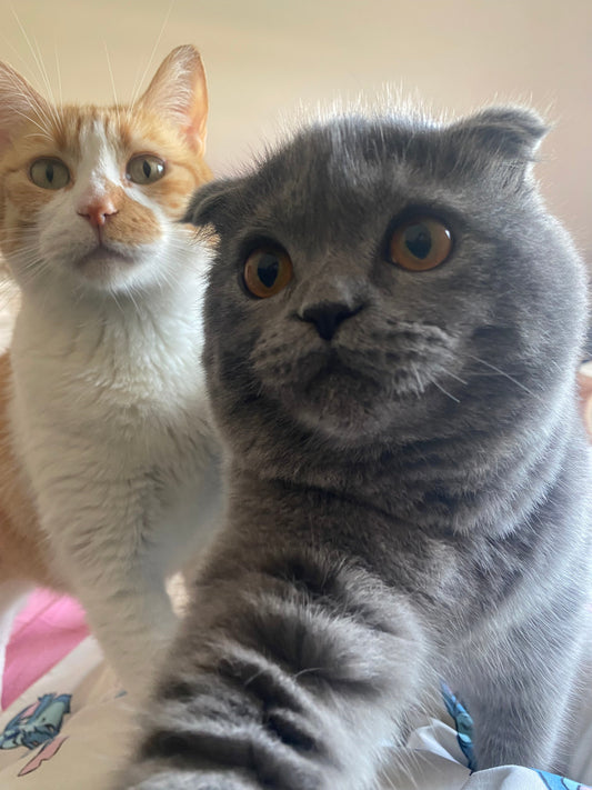 Os Manos Simba e Loki 🧡🩶