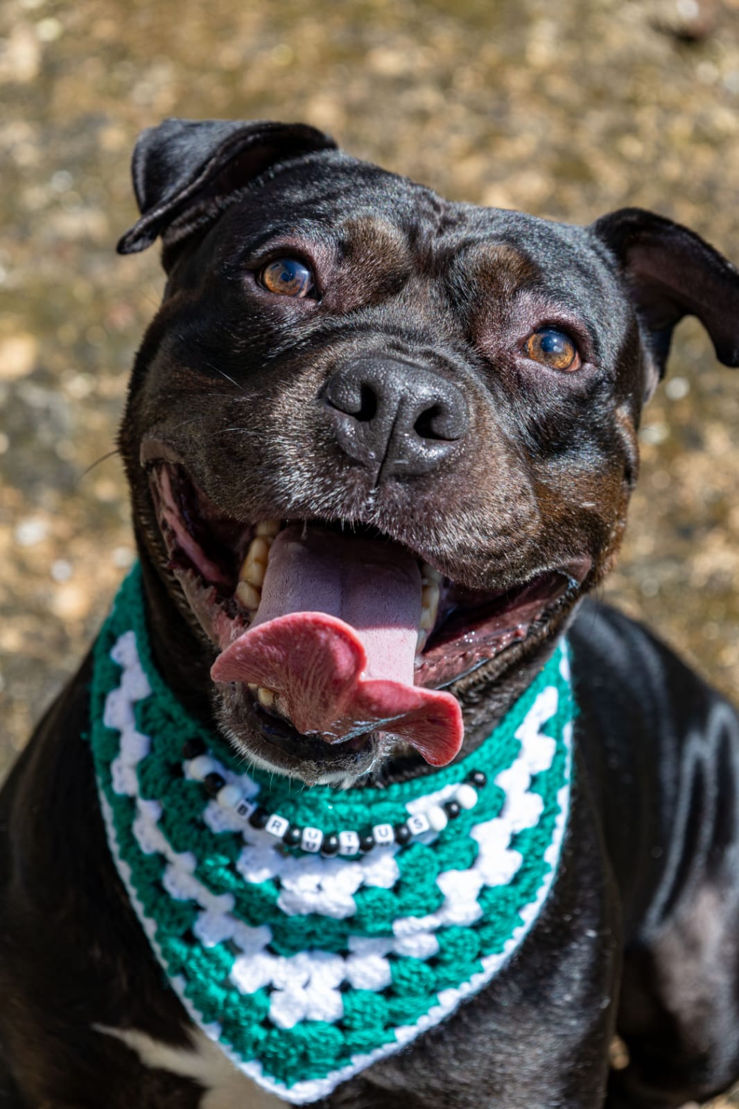 O Sorridente Brutus 😜