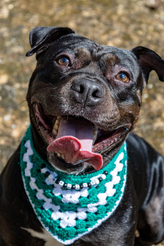 O Sorridente Brutus 😜