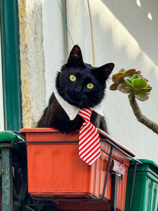 A Câmara de Segurança Mr. Shelby 👀