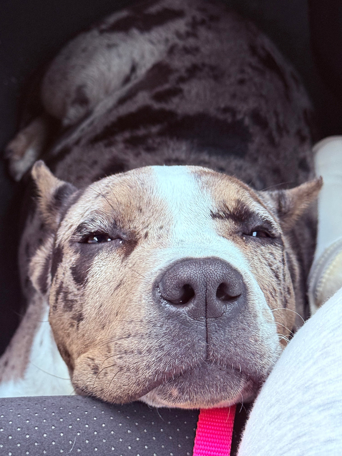 A Dorminhoca Malu 😴