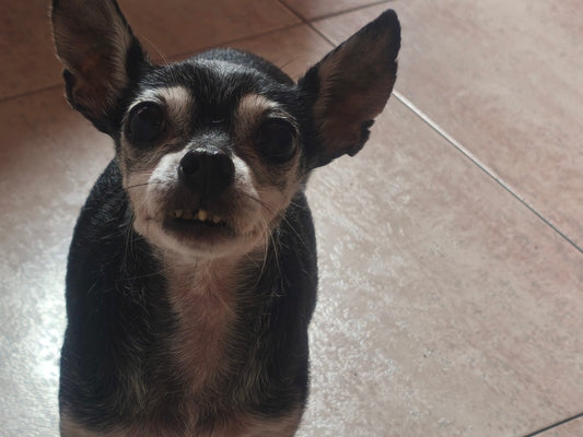 Mini Furação Iris 💖