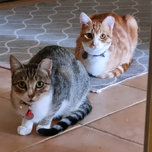 Duo de Amor Bentinho e Capitú 🫶