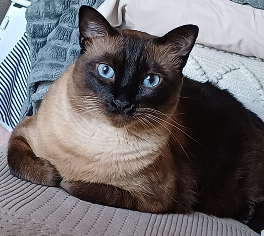 Luna 😻
