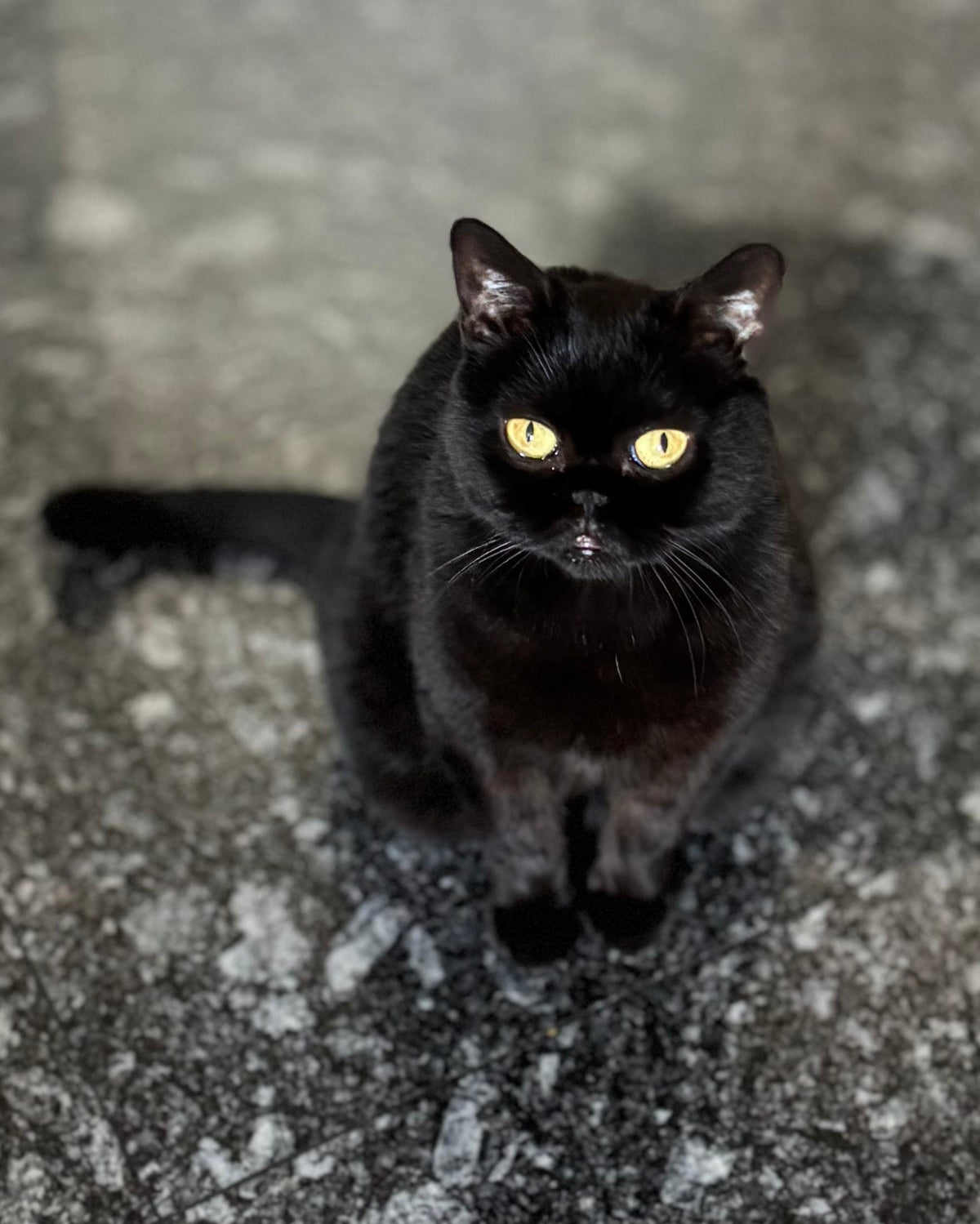 Equipa PetPatu: Olívia 🖤