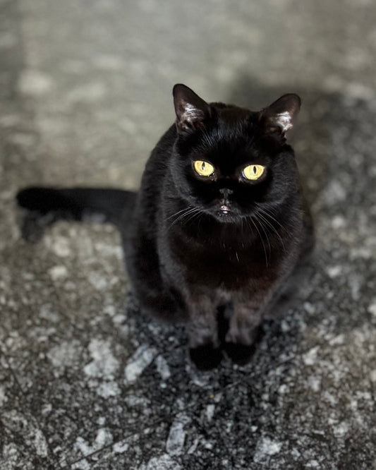 Equipa PetPatu: Olívia 🖤