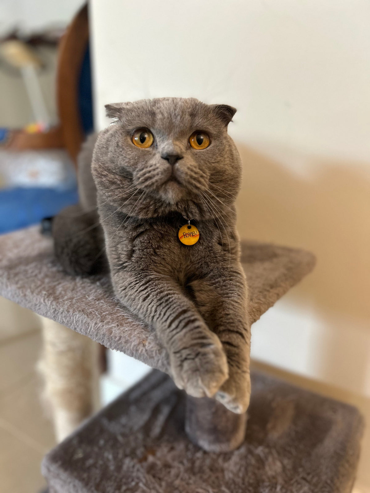 O Adorável Romeu ❤️