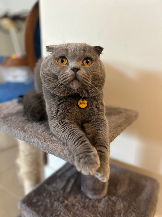 O Adorável Romeu ❤️