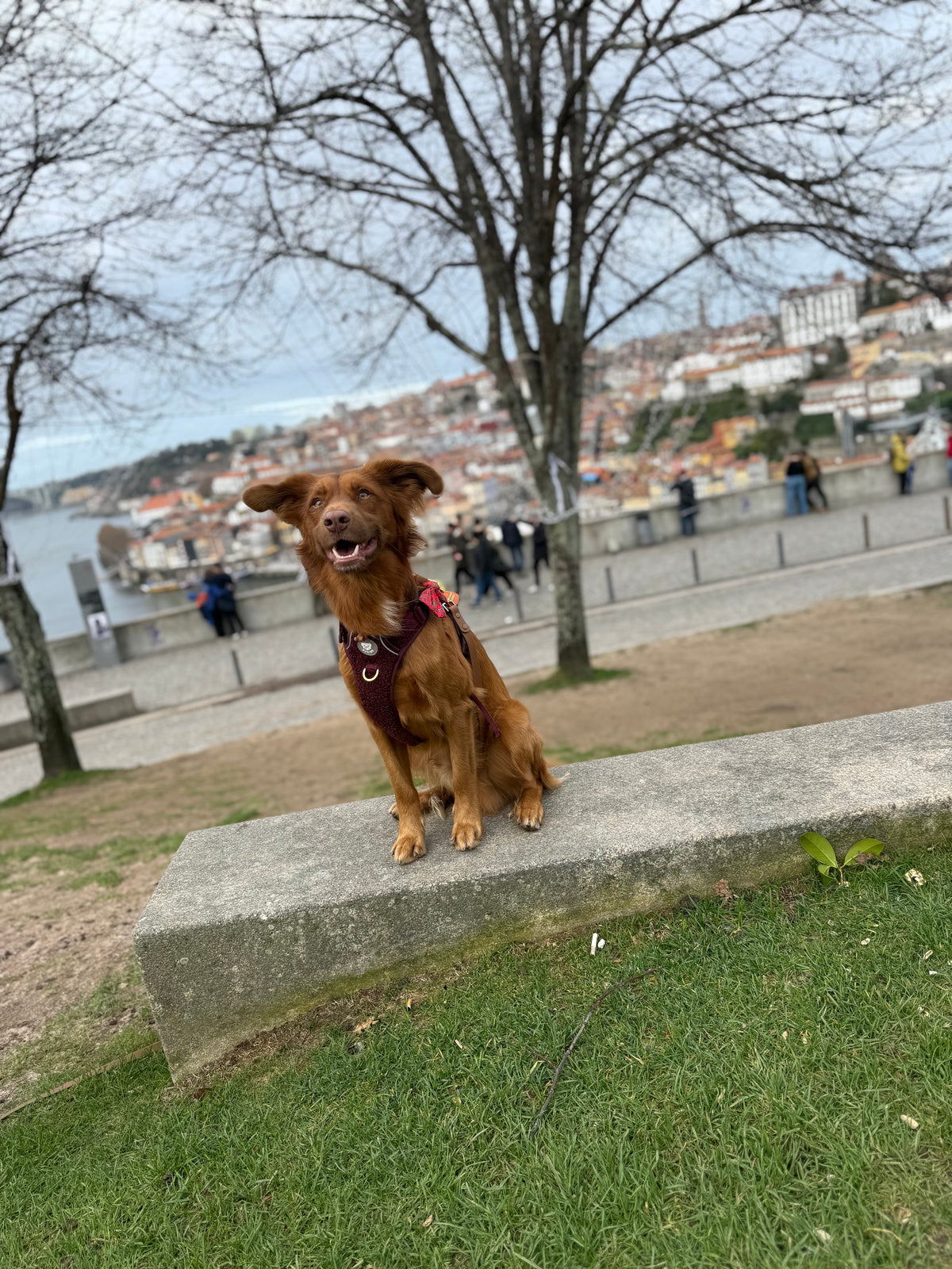 O Pequeno|Enorme Balu 🐻
