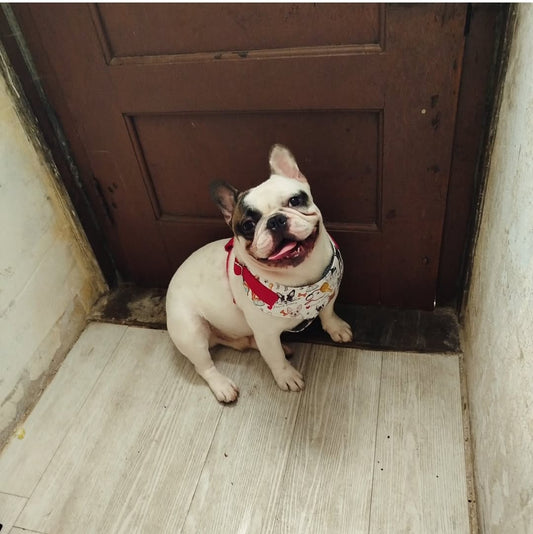 O Sorridente Zeus 😊