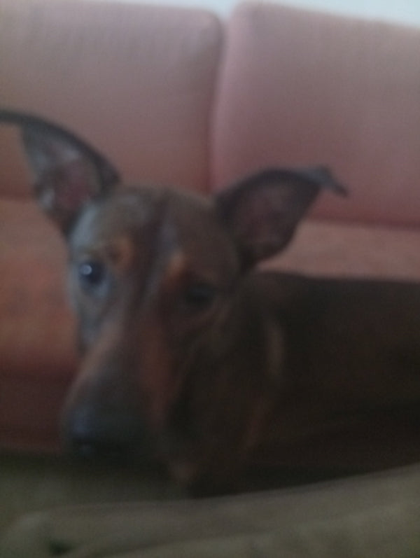 A Princesa Margarida 🌼