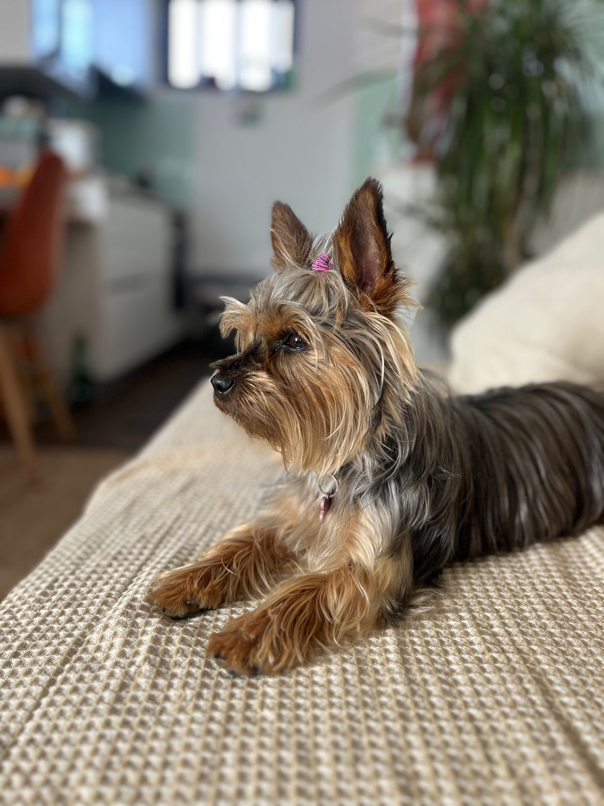 A Mini Chloé 🤎