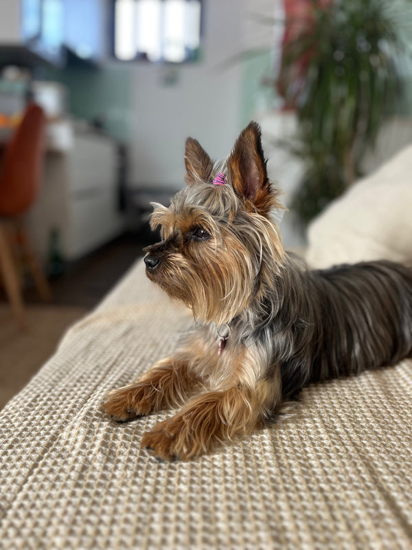 A Mini Chloé 🤎