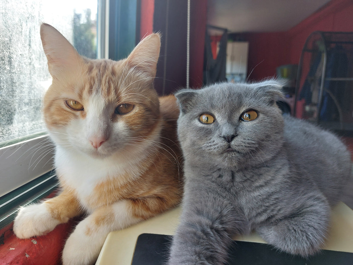 Dupla Embatível Caramelo e Sasha 🔅