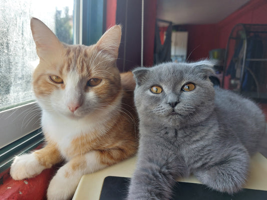Dupla Embatível Caramelo e Sasha 🔅