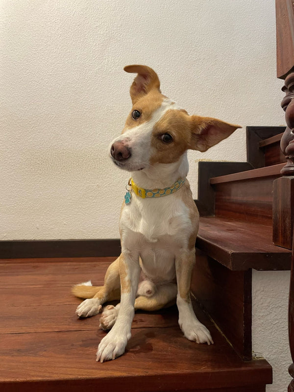 O Inseparável Pudim 🤗