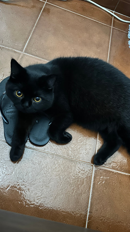 O Mimoso Loki 🖤
