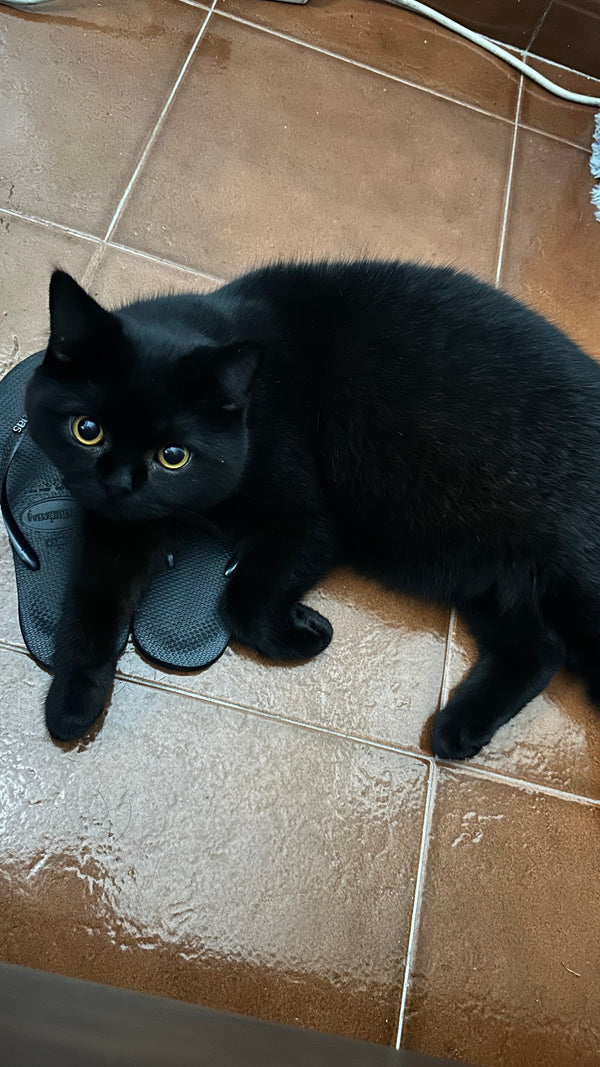 O Mimoso Loki 🖤