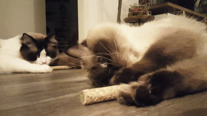 Addicted! Dumbell - Brinquedo com Madnip para Gatos