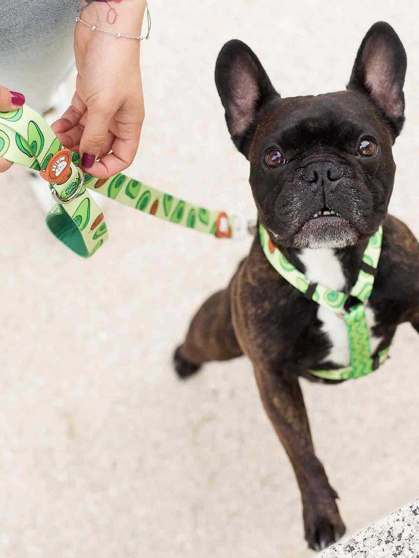 Dukier - Trela Abacate