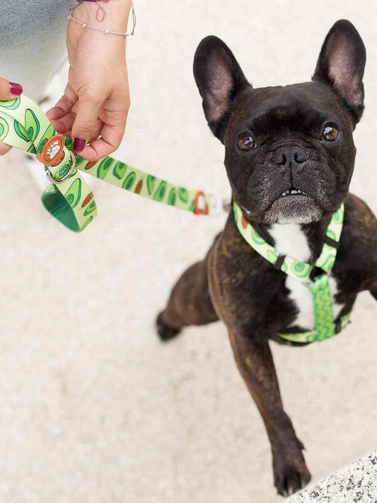 Dukier - Trela Abacate