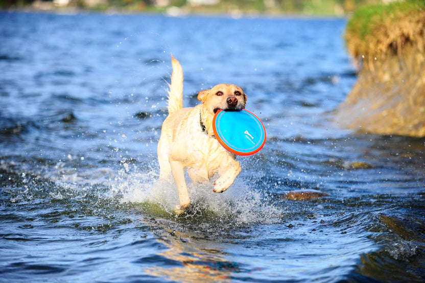 Chuckit! Paraflight - Disco Flutuante para Cão