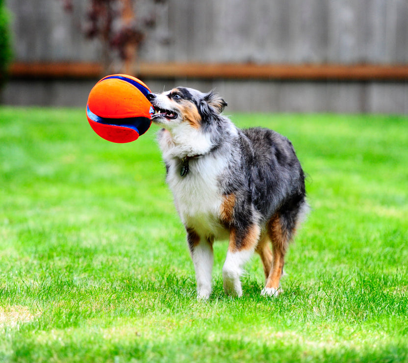 Chuckit! Kick Fetch - Bola de Futebol para Cão