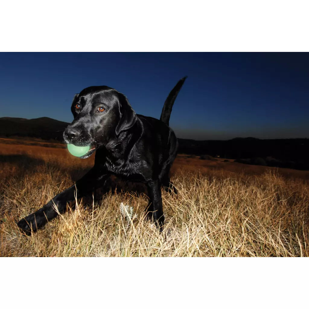 Chuckit! - Bola para Cães Max Glow