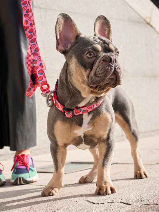 Dukier - Coleira Berry Love