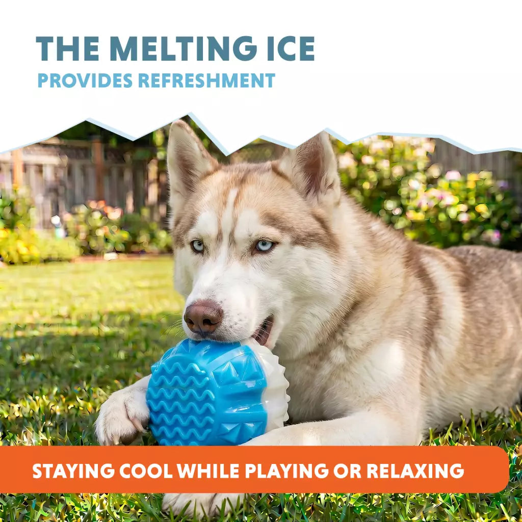Coolpets - Ice Ball Brinquedo Refrescante para Cão
