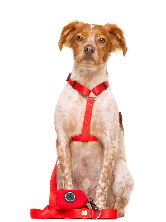 Dukier - Trela Red Básica